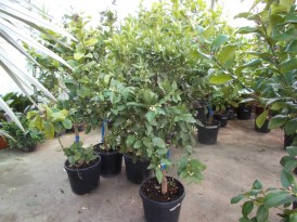 Citrus Sinensis narancs_2018